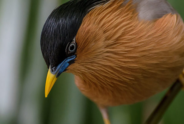bird with brown feathers and a yellow beak staring down