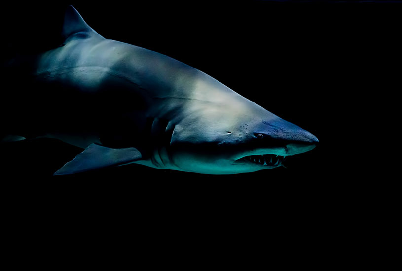 great white shark in isolation