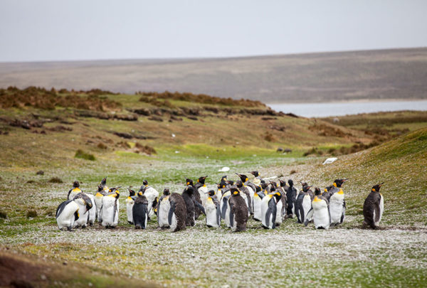 penguins huddled together in a grassy field