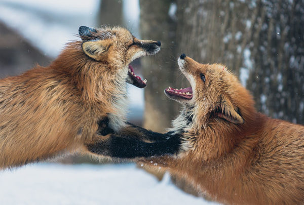 two foxes fighting in a snowy forest