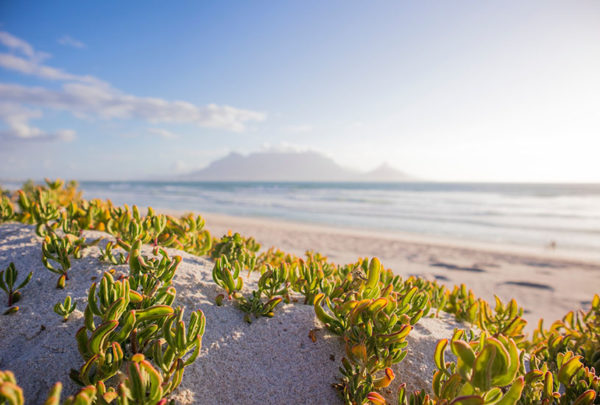 plants in the sand on the beach with mountain up far
