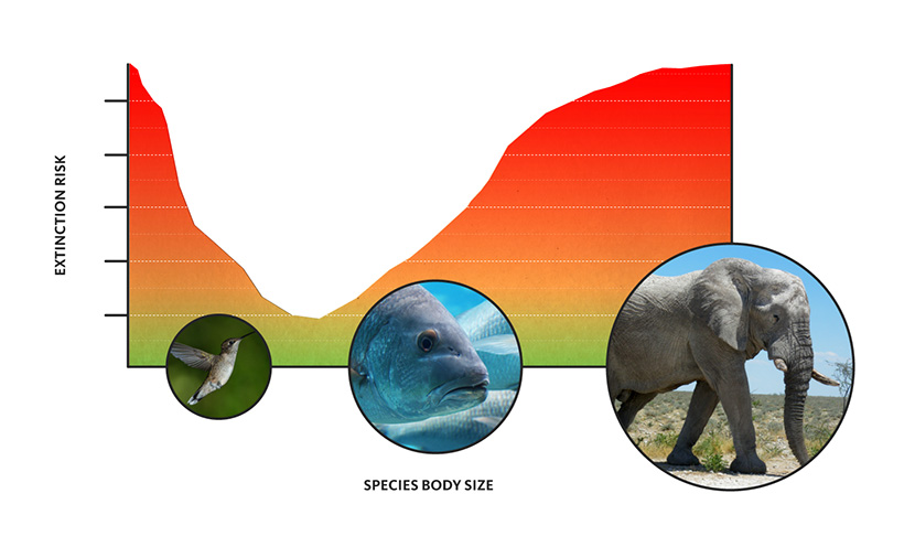 Diagram on extinction risk