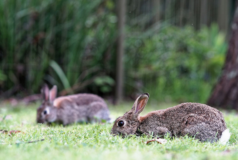 The pros and cons of rabbit removal disruptr