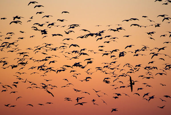 Early trauma affects birds’ song memory