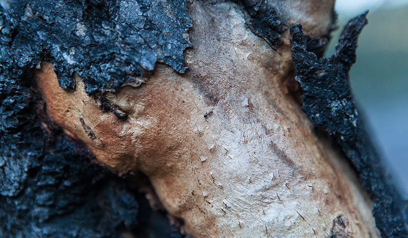 Tree stump with its black barks being shreded
