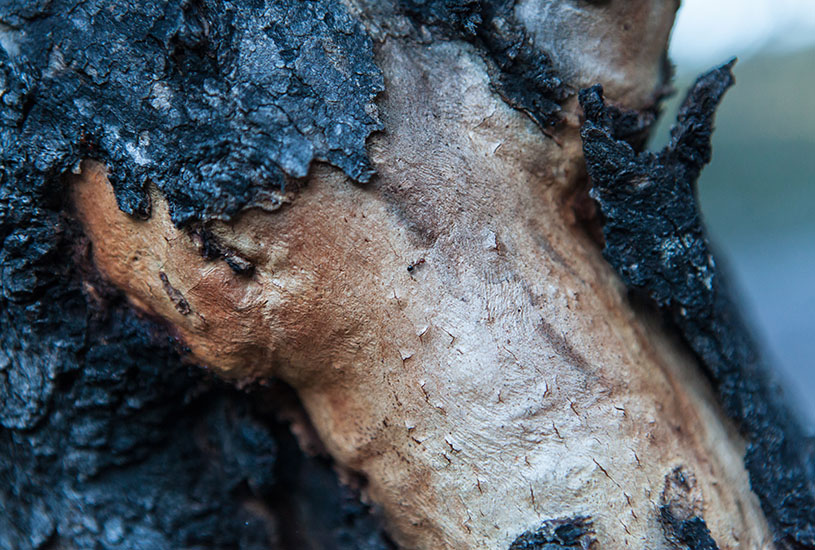 Tree stump with its black barks being shreded