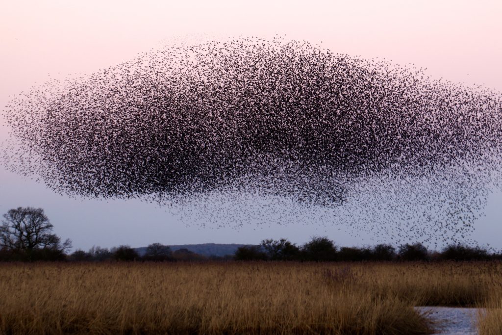 A flock of birds flying against a pink, dusk sky.