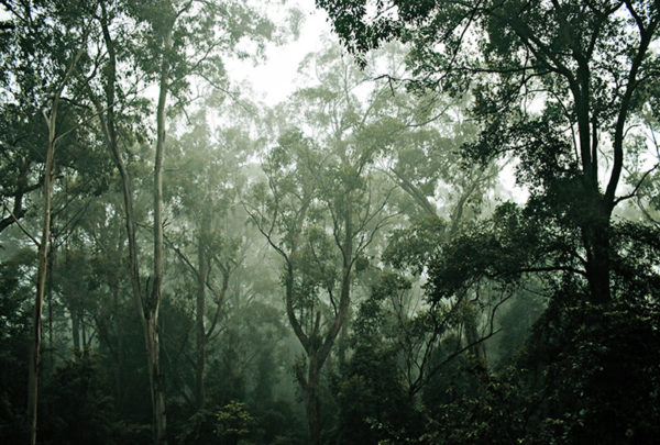 A misty rainforest located in Cairns, Australia.