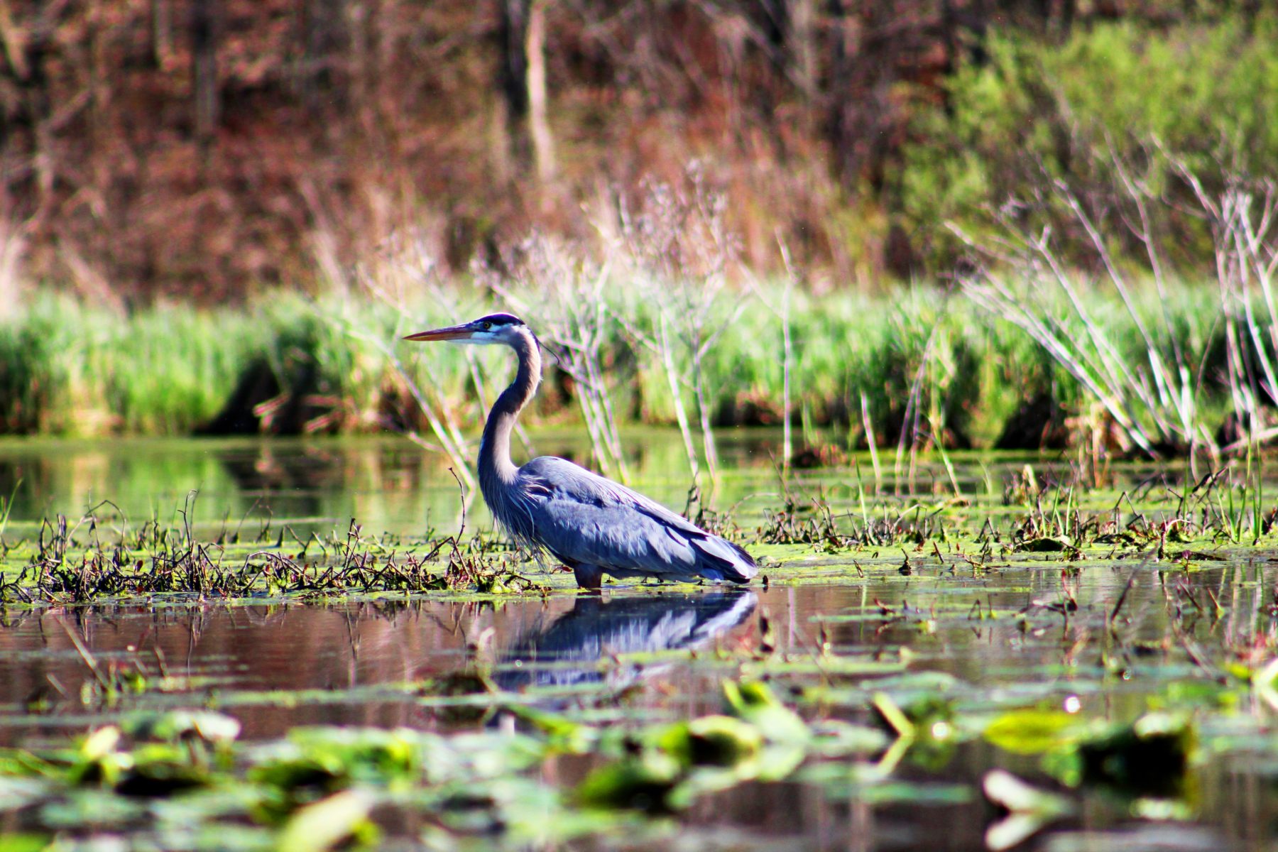 A Great Blue Heron walking through a wetland with green flora around it.