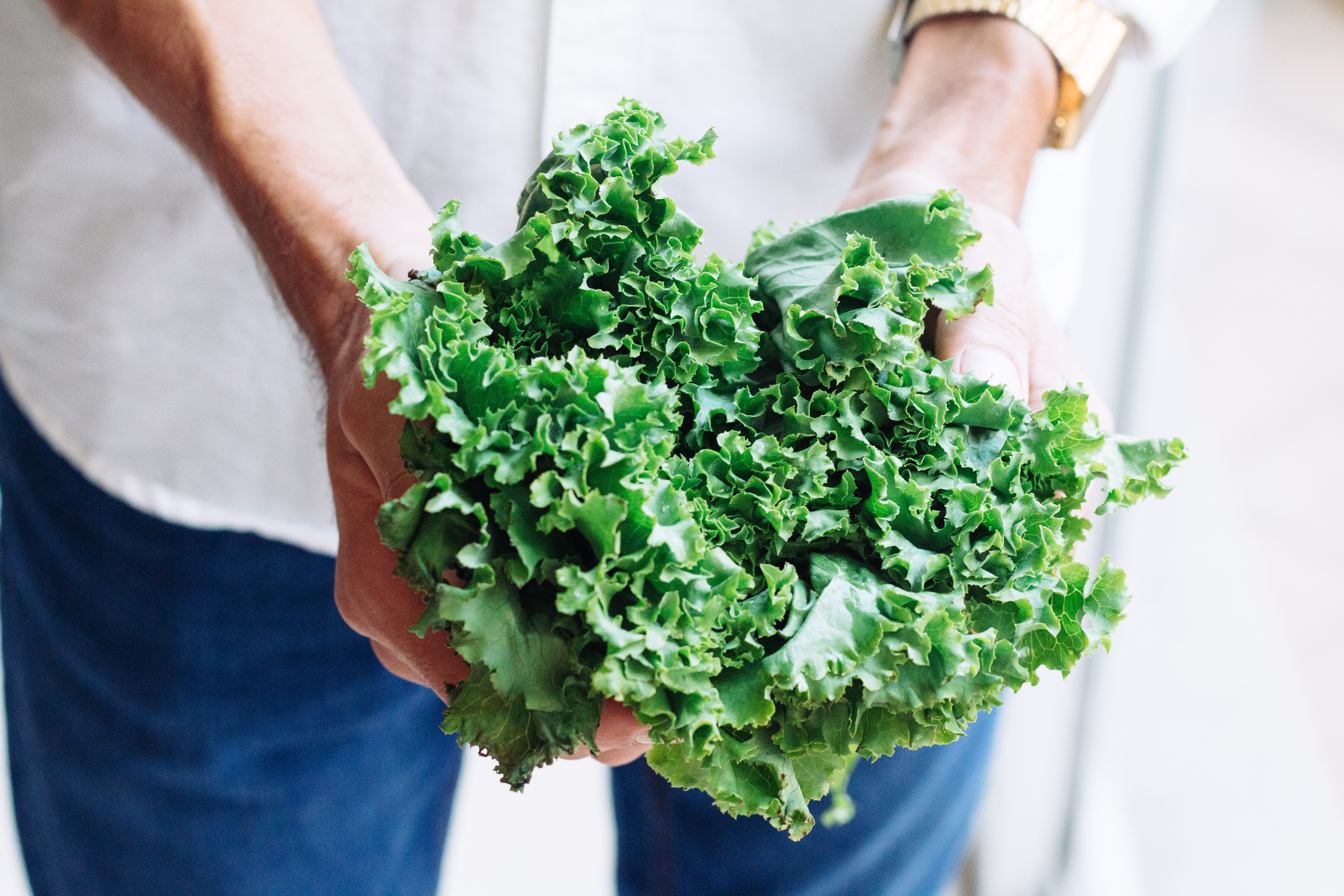 A person holding a bunch of fresh, green kale.