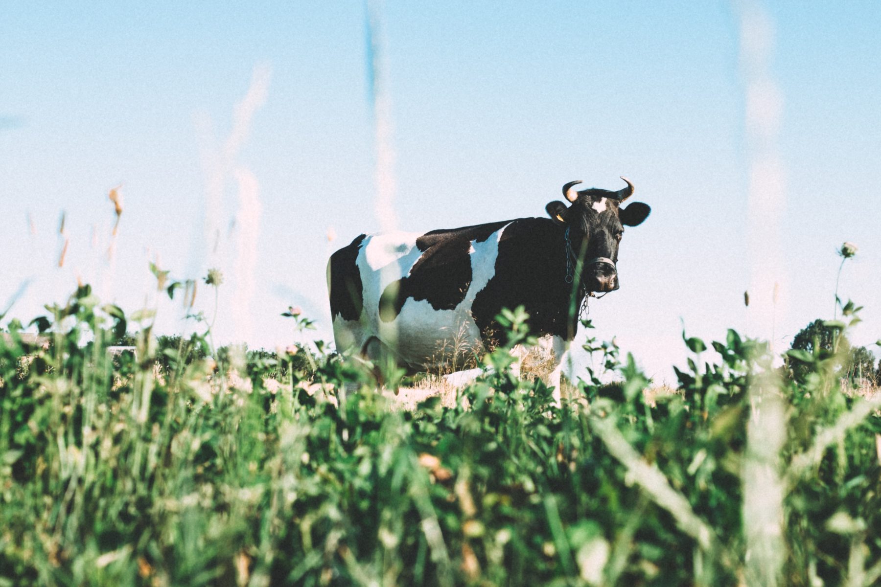 A portrait of a cow walking in the grass.