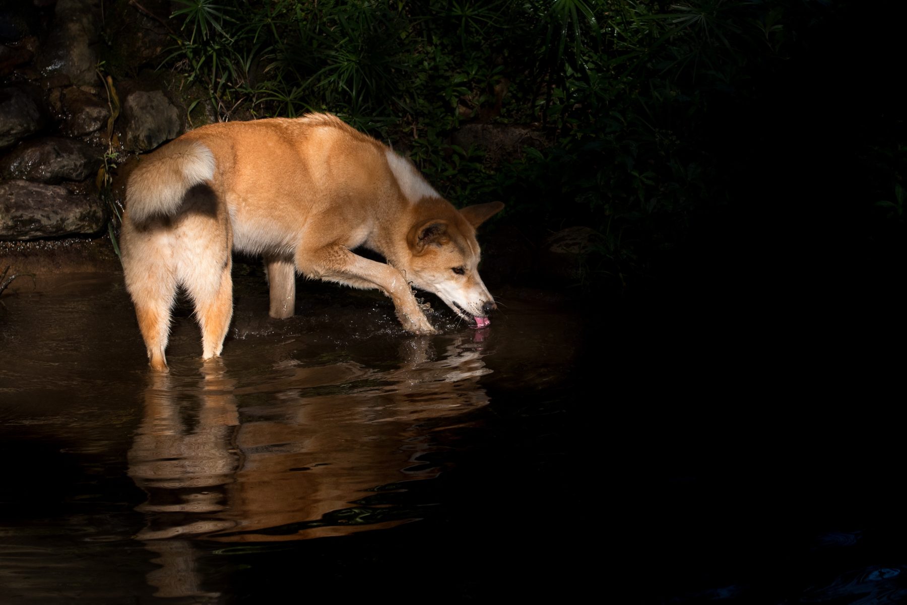 A dingo drinking water from a lake in Kuranda, Australia.