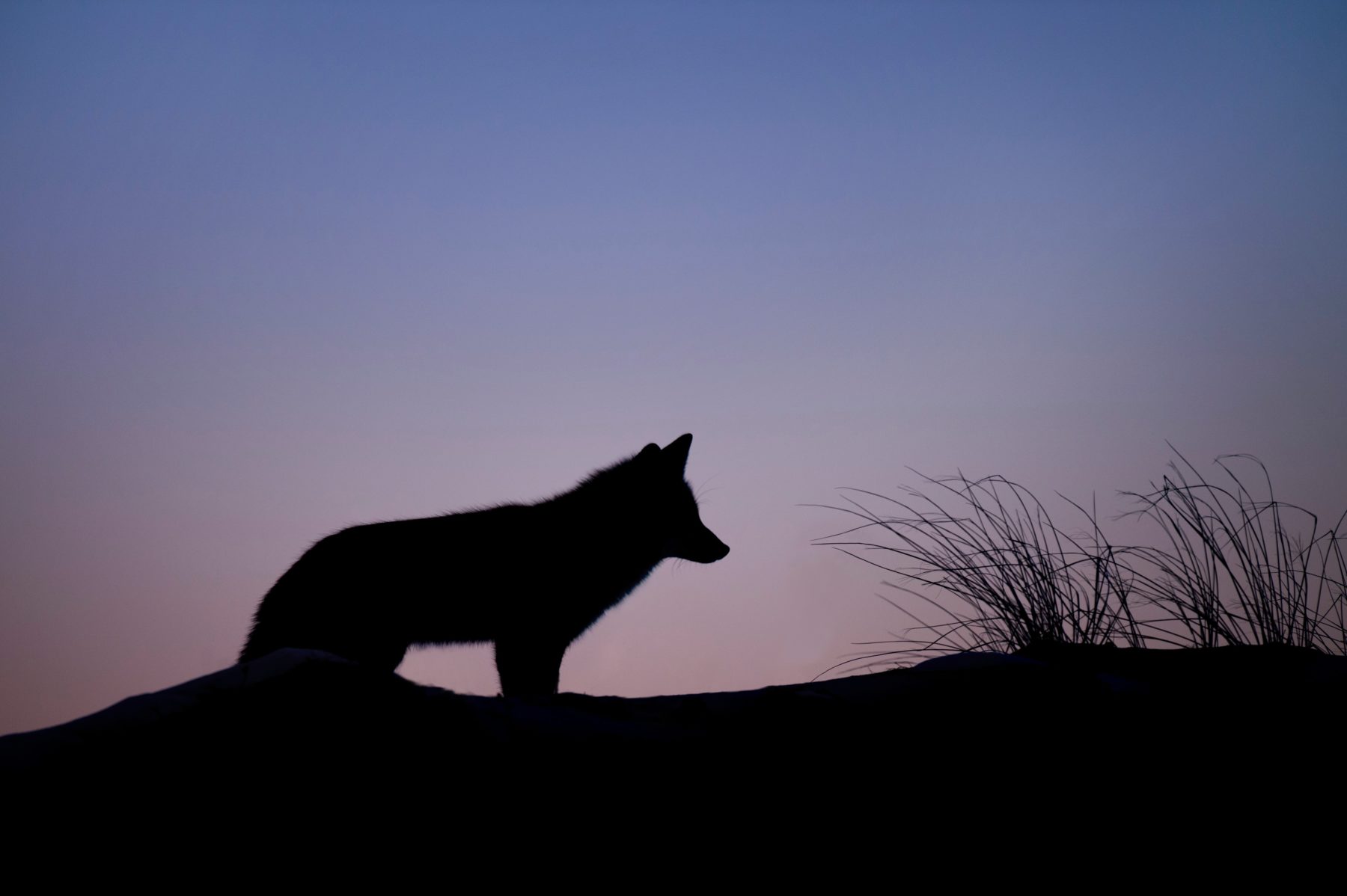 A silhouette of a fox in grassland during dusk.