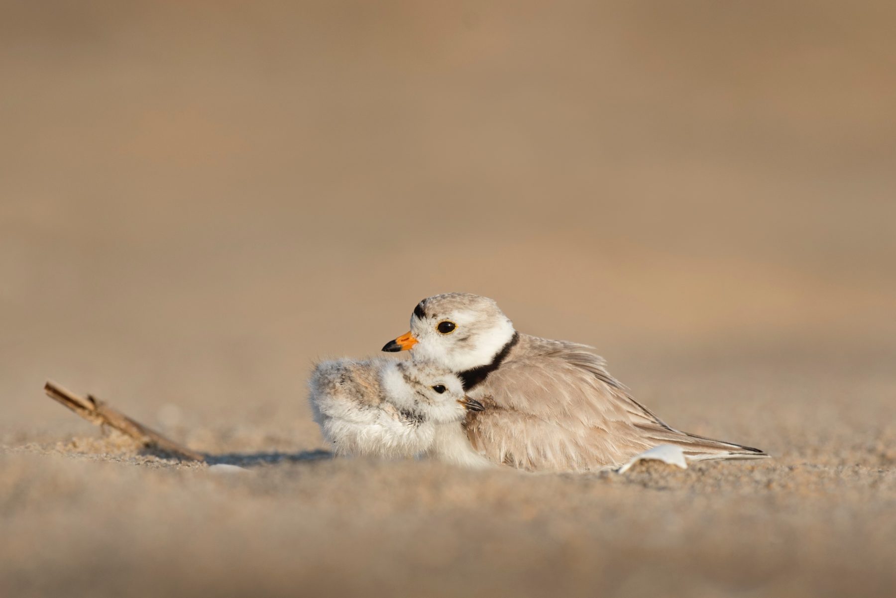A new born chick with its parent.