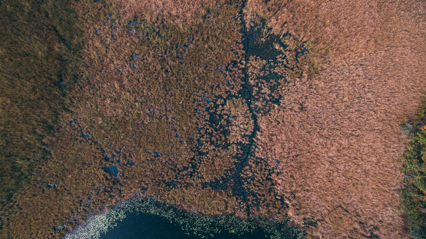 An aerial image of marshlands in Rose Oaks County Park, Holly, United States