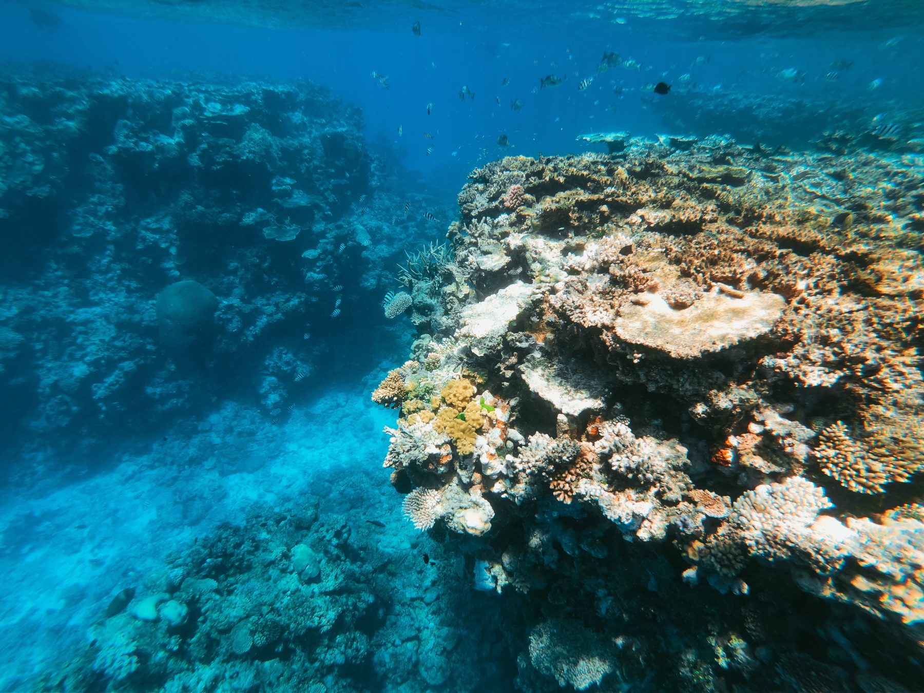 Underwater image of a coral reef