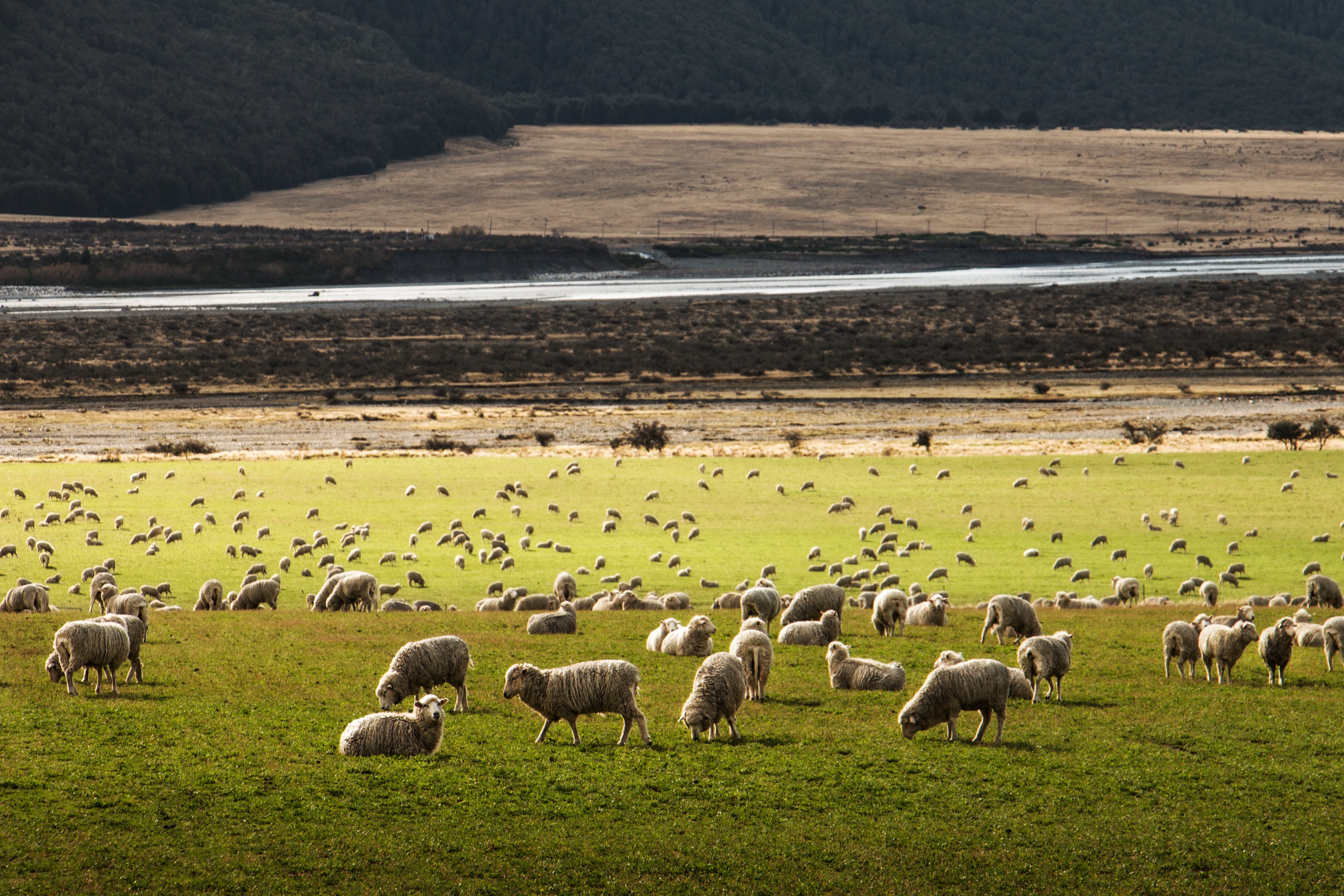A herd of sheep grazing on farm land.