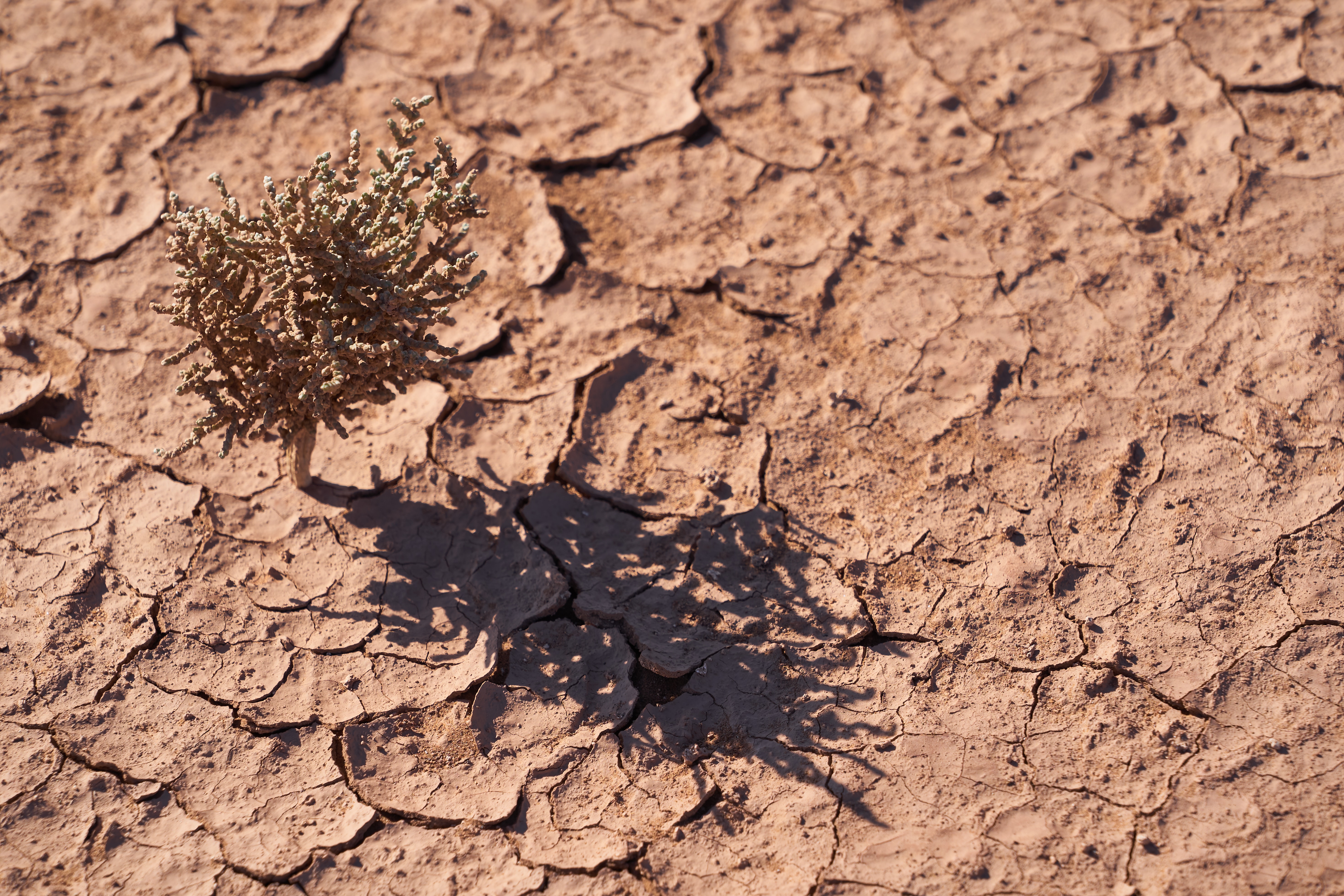 Dry, cracked soil with a solitary plant pushing through the ground.