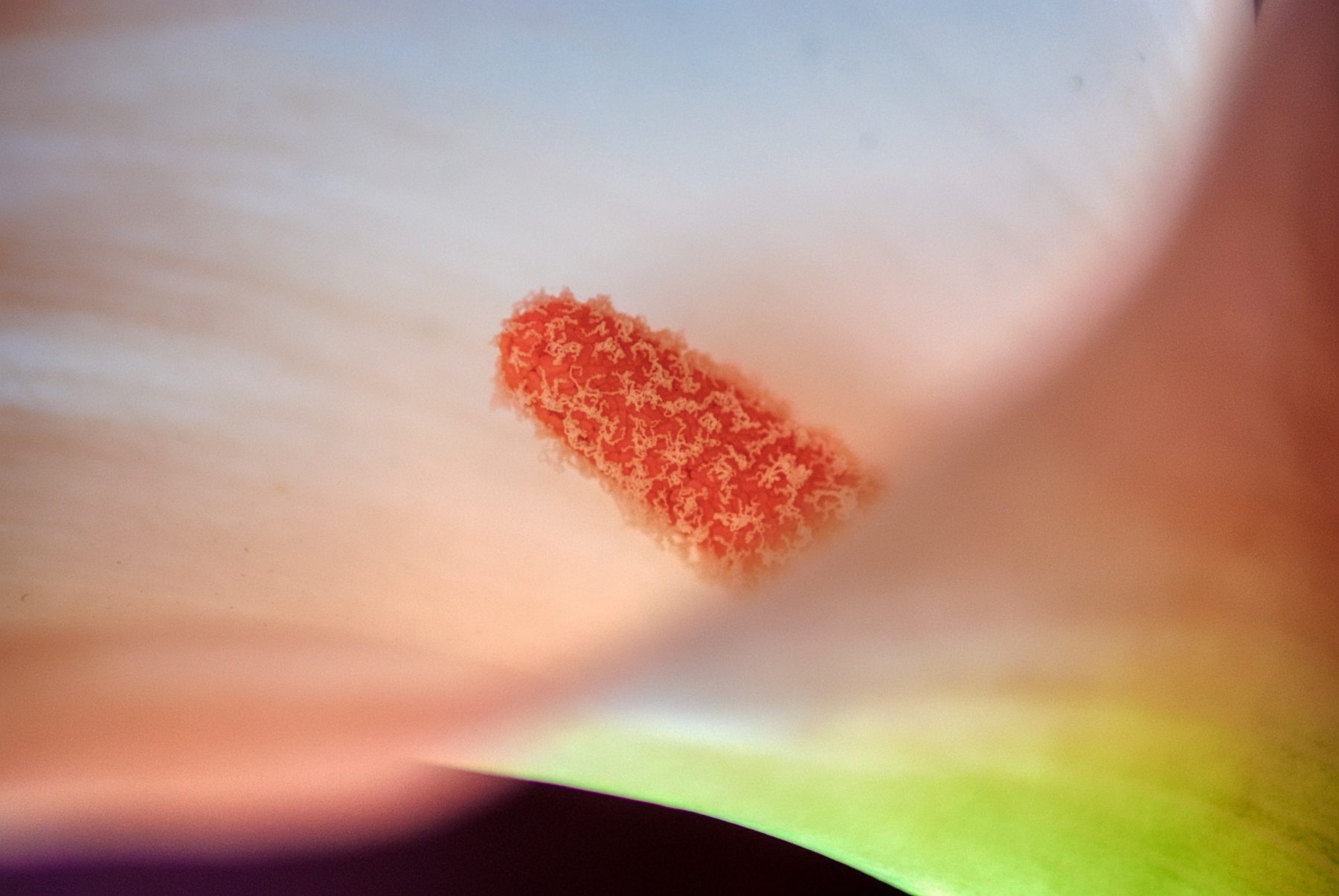 A close up image of pollen on a flower.