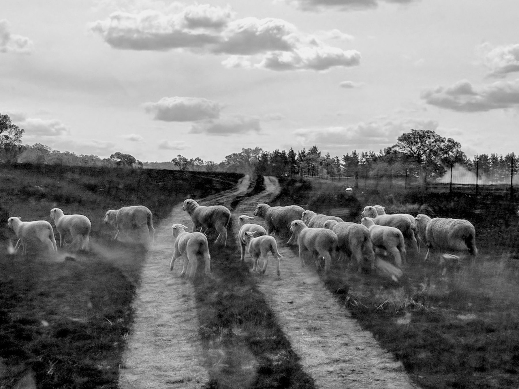 A flock of sheep moving across burnt farmland after the Australian bushfires.