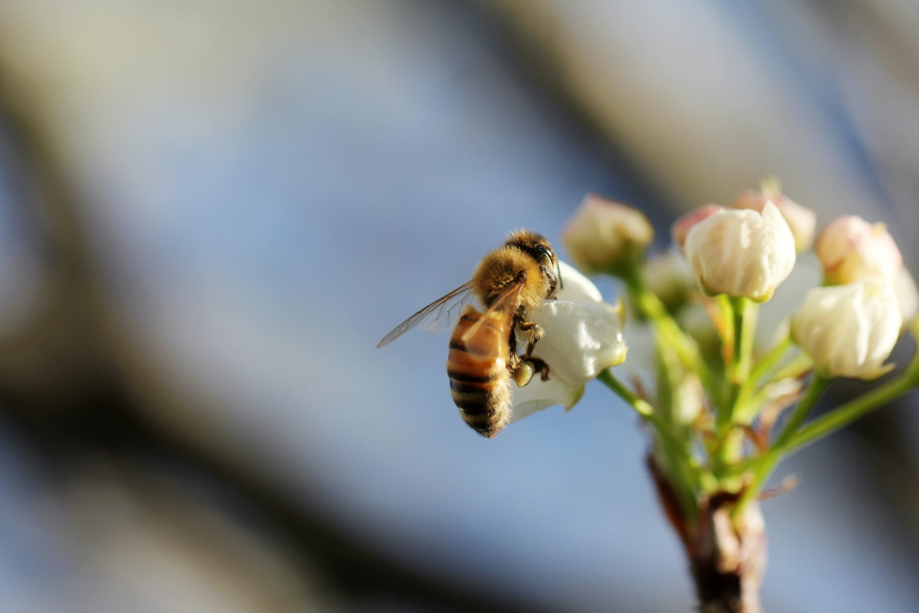 Image of bee pollinating a flower 