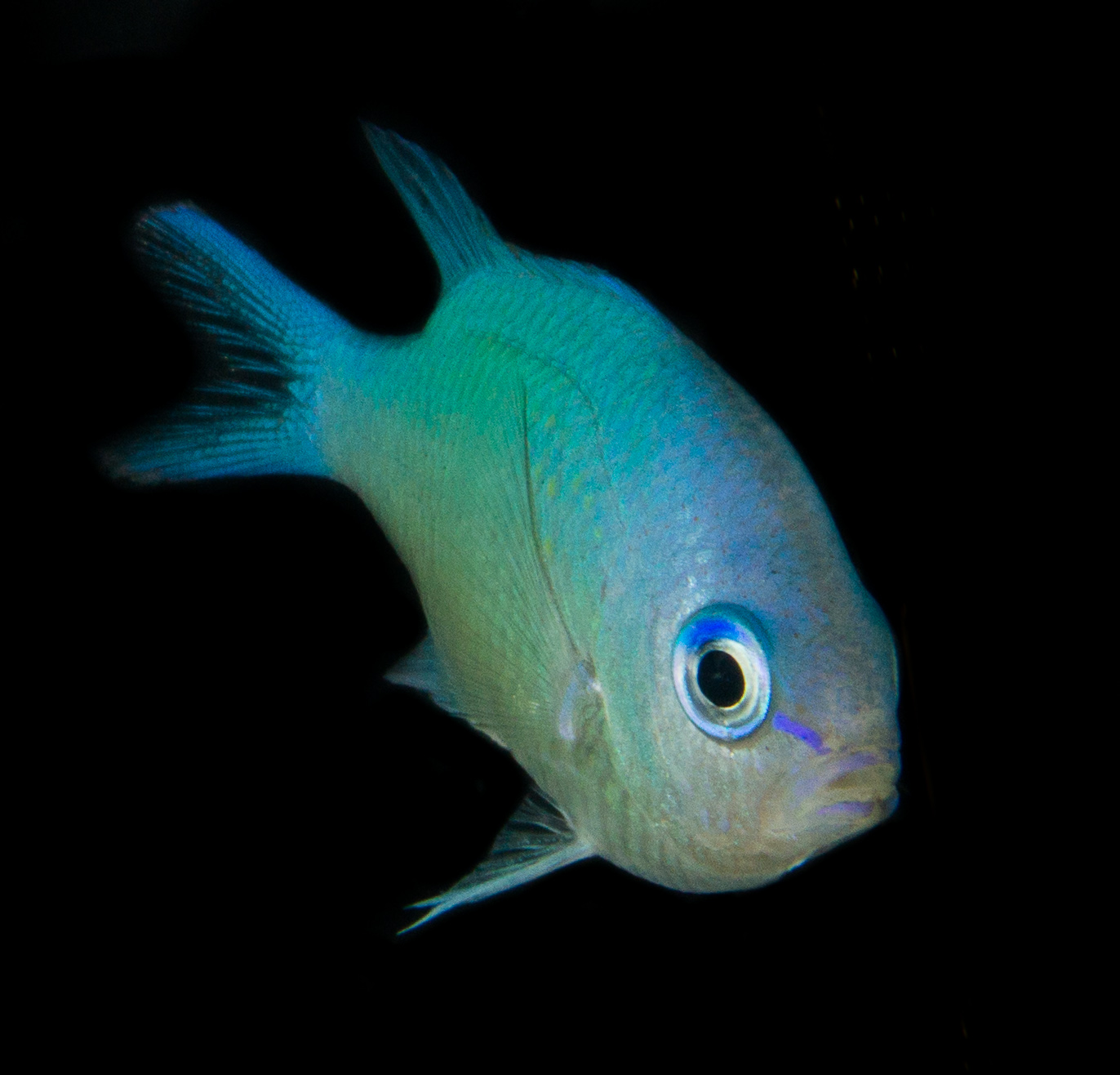 Blue chromis fish 