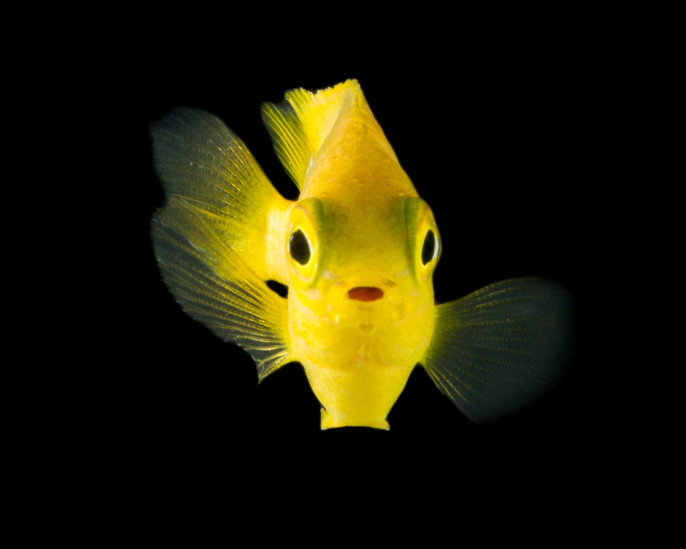 Image of lemon fish 