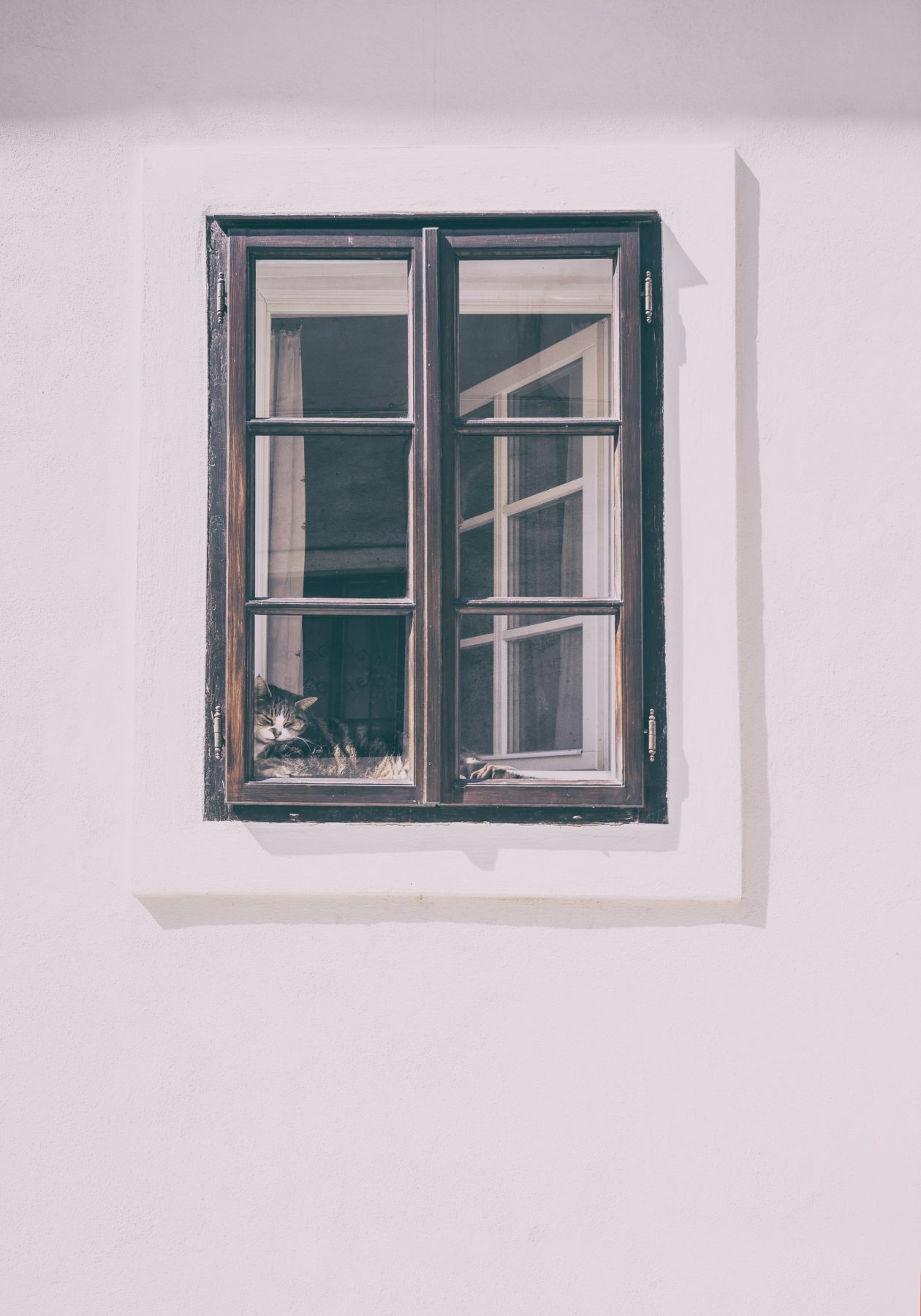 Image of a window into a home with a cat on the windowsill