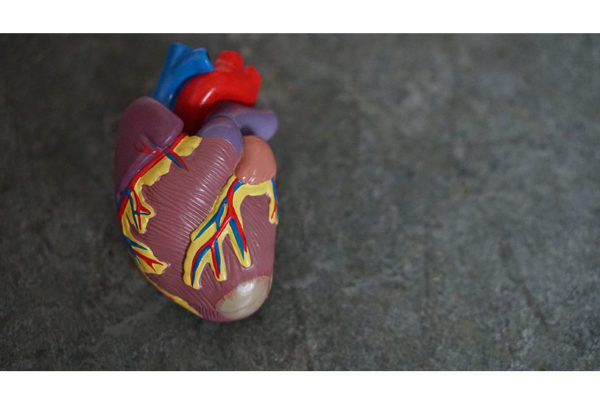 Image of an anatomically-correct heart