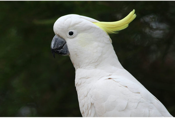 Image of a Cockatoo