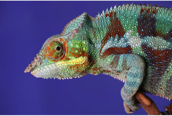Image of a chameleon