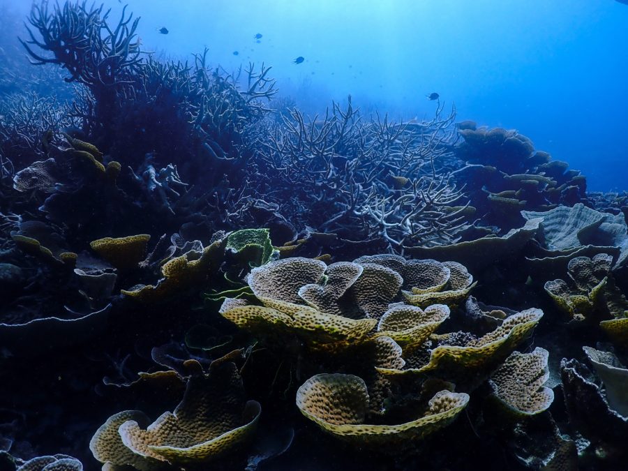 Carbon treasure revealed at Great Barrier Reef | disruptr