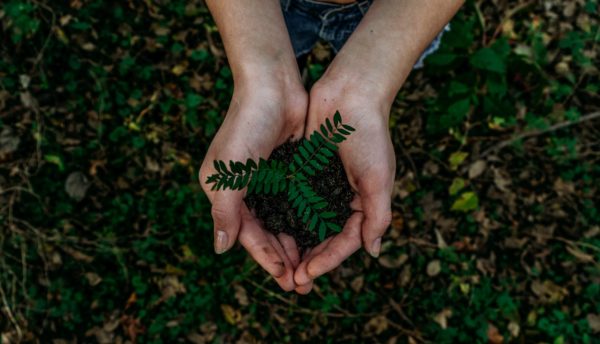 Image of a pair of hands holding a sapling