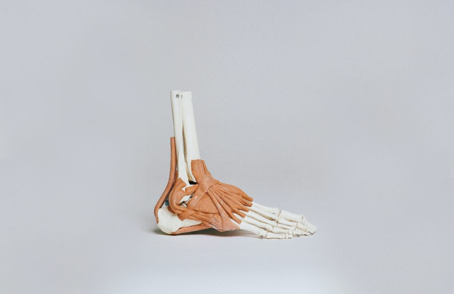 Image of a plastic reproduction of the bones in a human foot, set against a grey background