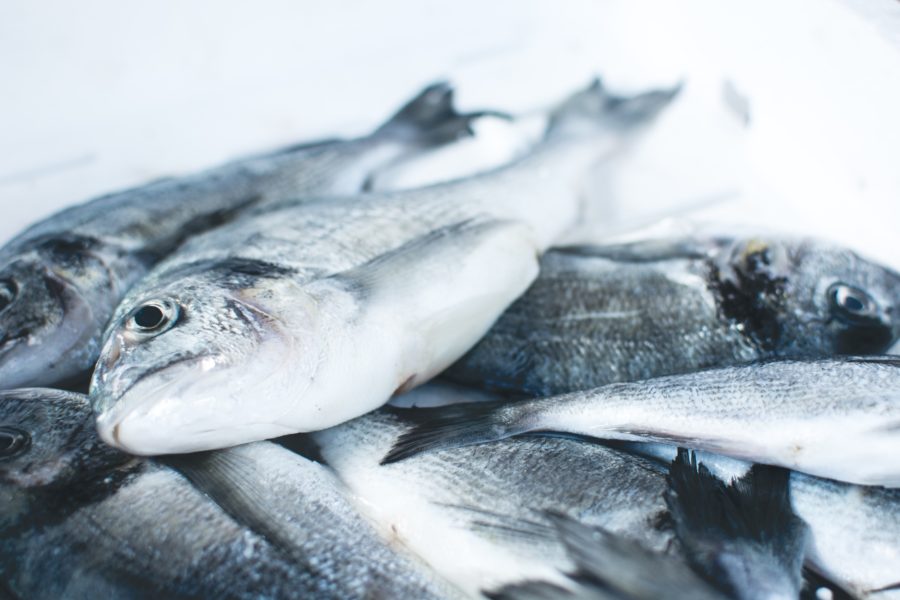 A close up shot of a pile of silvery fish